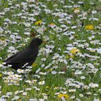 Amsel auf der Blumenwiese