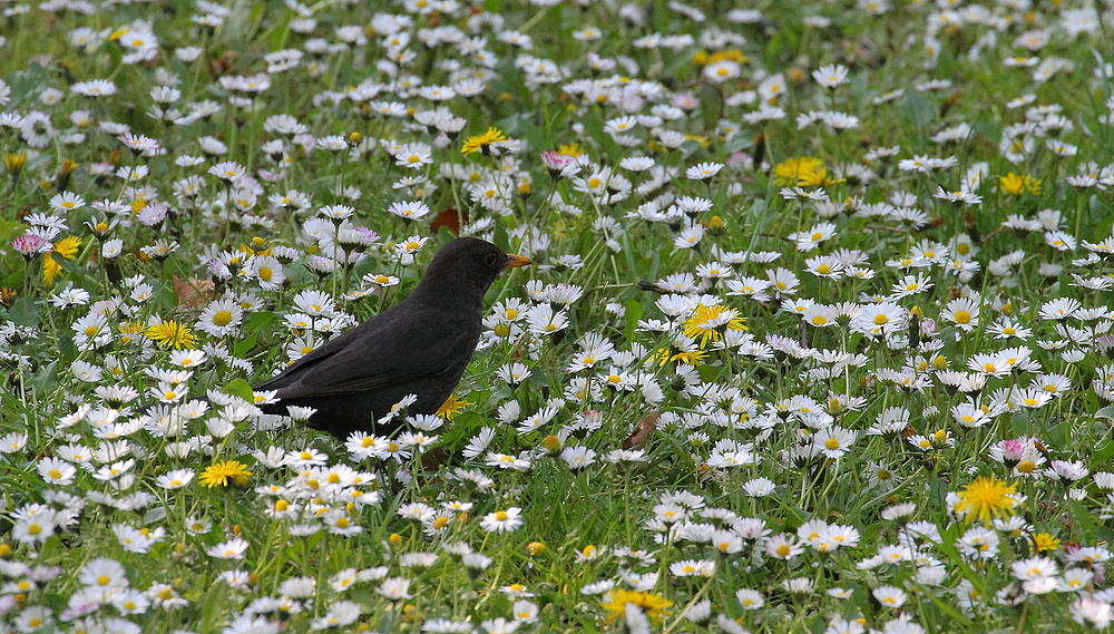 Amsel auf der Blumenwiese