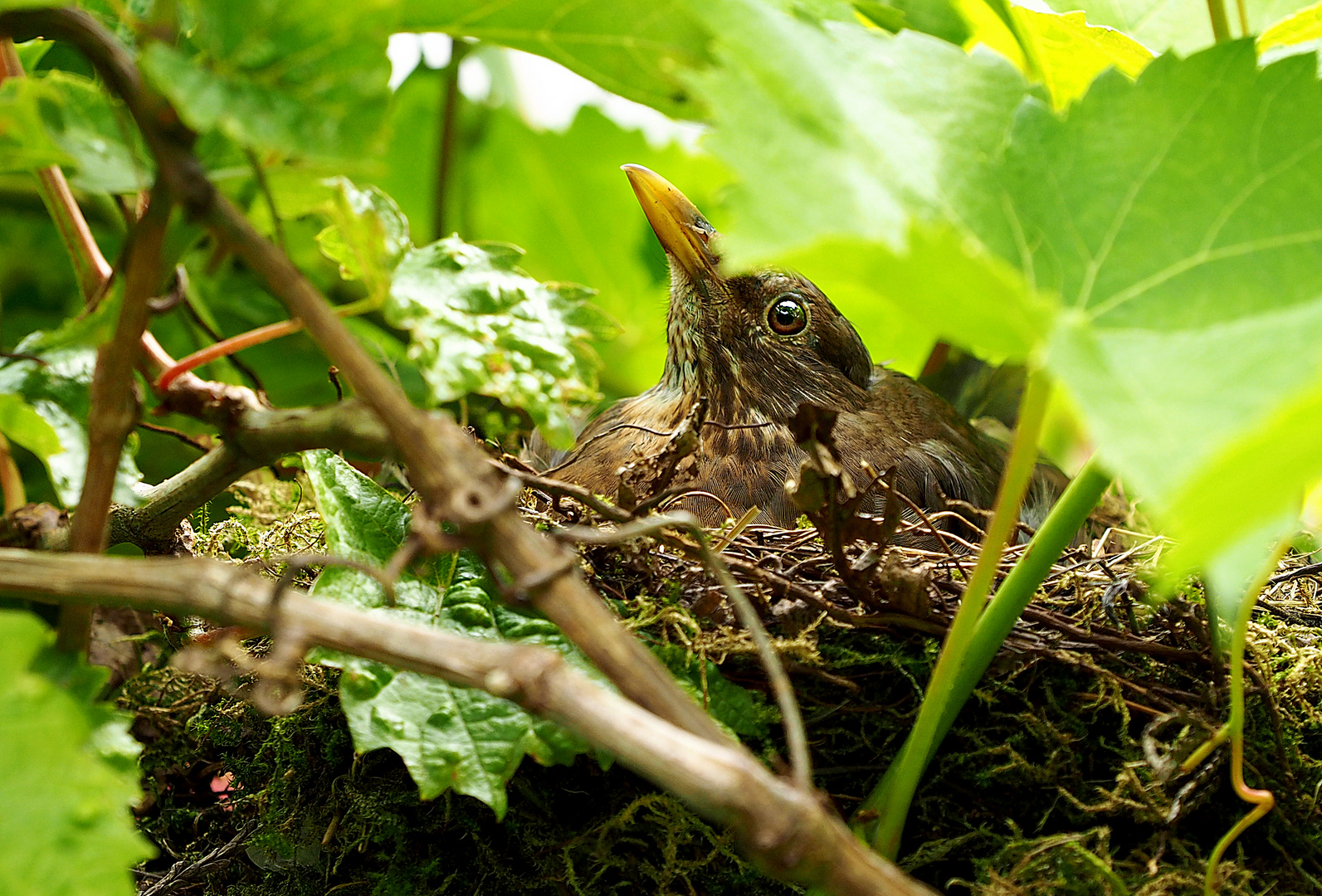 Amsel auf der Brut