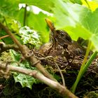 Amsel auf der Brut