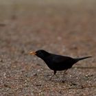 Amsel ... auf der Flucht!