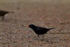 Amsel ... auf der Flucht!