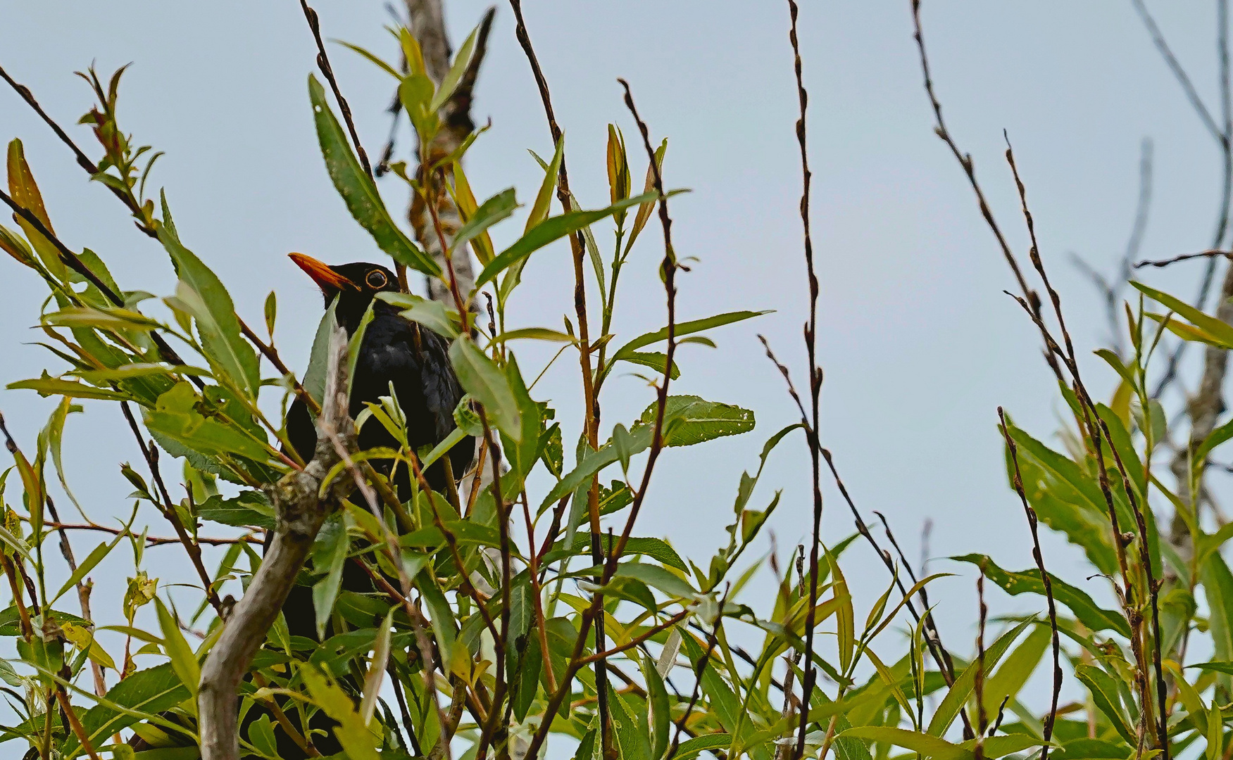 Amsel auf der Lauer 