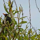 Amsel auf der Lauer 