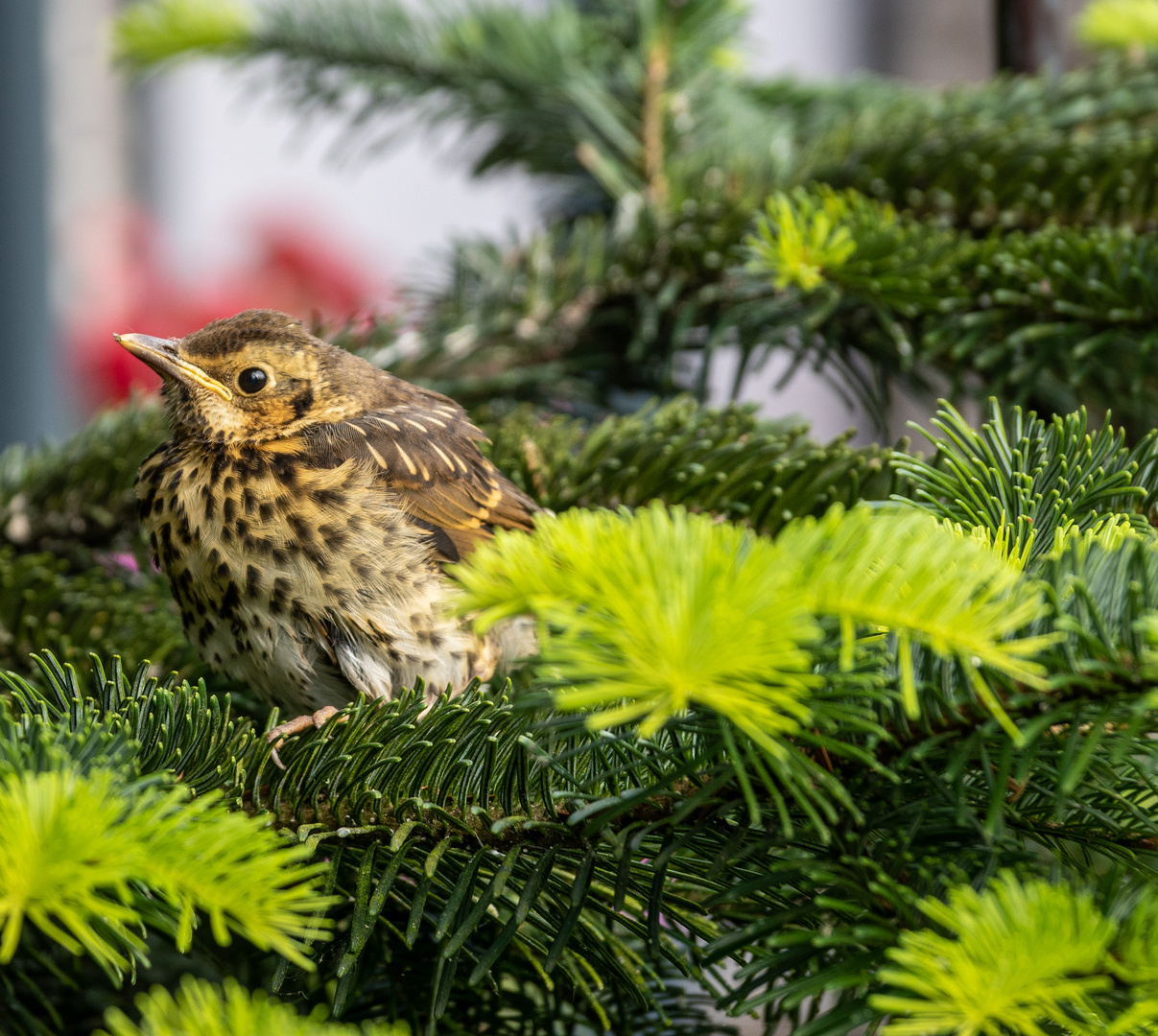 Amsel auf der Tanne