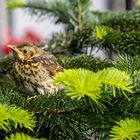 Amsel auf der Tanne