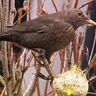 Amsel auf der Terrasse