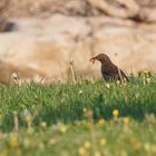 Amsel auf der Wiese