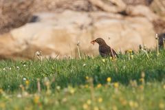 Amsel auf der Wiese