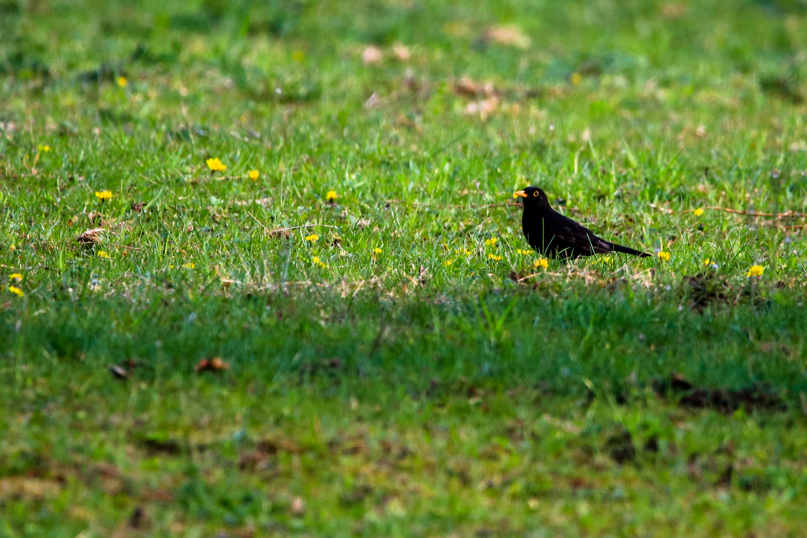 Amsel auf der Wiese