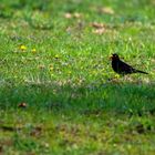 Amsel auf der Wiese