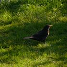 Amsel auf der Wiese , endlich erwischt!