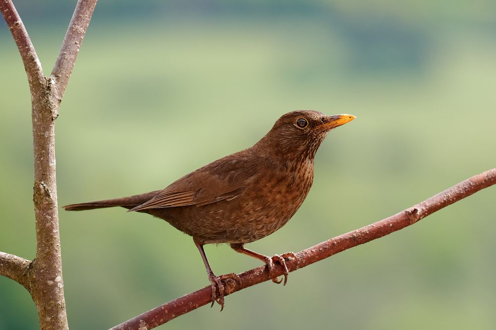 Amsel auf einem Ast