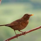 Amsel auf einem Ast