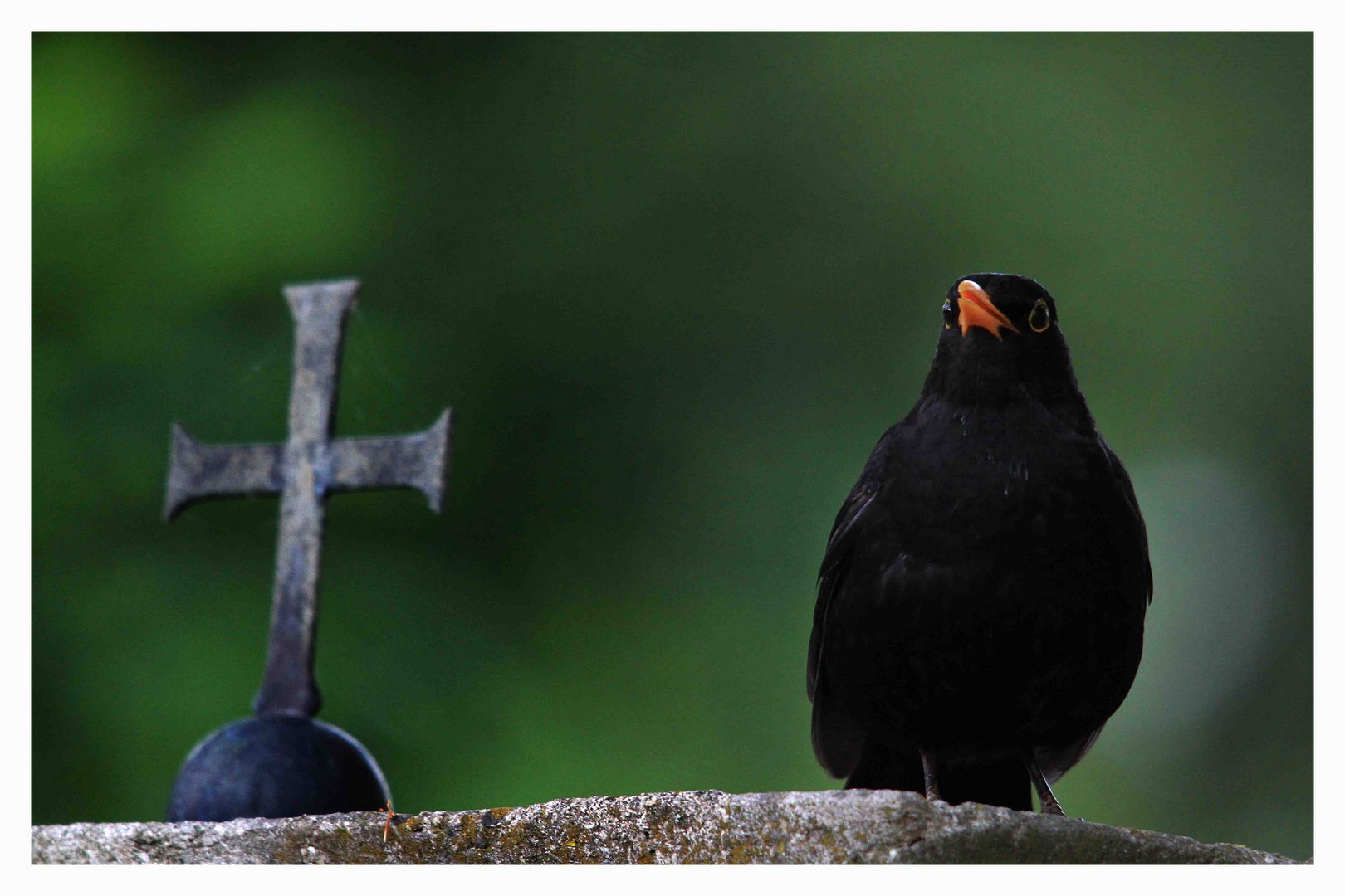 Amsel auf einem Grabstein