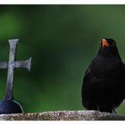 Amsel auf einem Grabstein