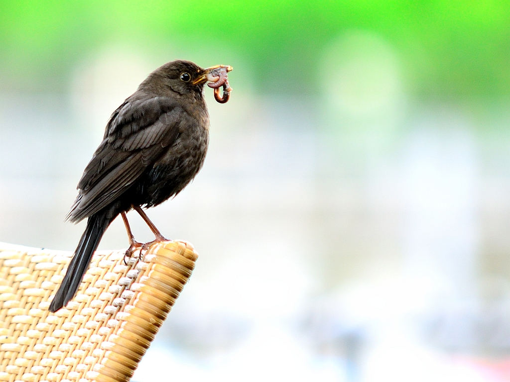 Amsel auf erfolgreicher Futtersuche