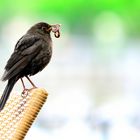 Amsel auf erfolgreicher Futtersuche