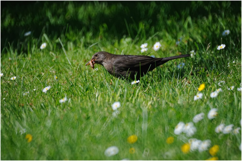 Amsel auf Futersuche..