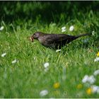 Amsel auf Futersuche..