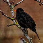 Amsel auf Futtersuche