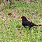 Amsel auf Futtersuche ... 