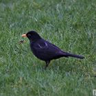 Amsel auf Futtersuche 2