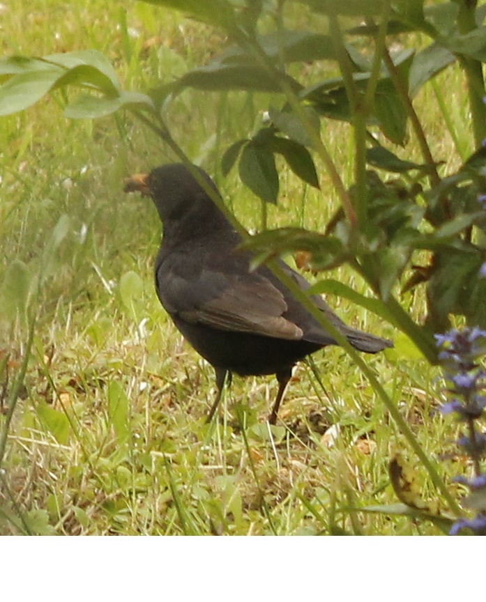 Amsel auf Futtersuche