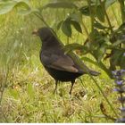 Amsel auf Futtersuche