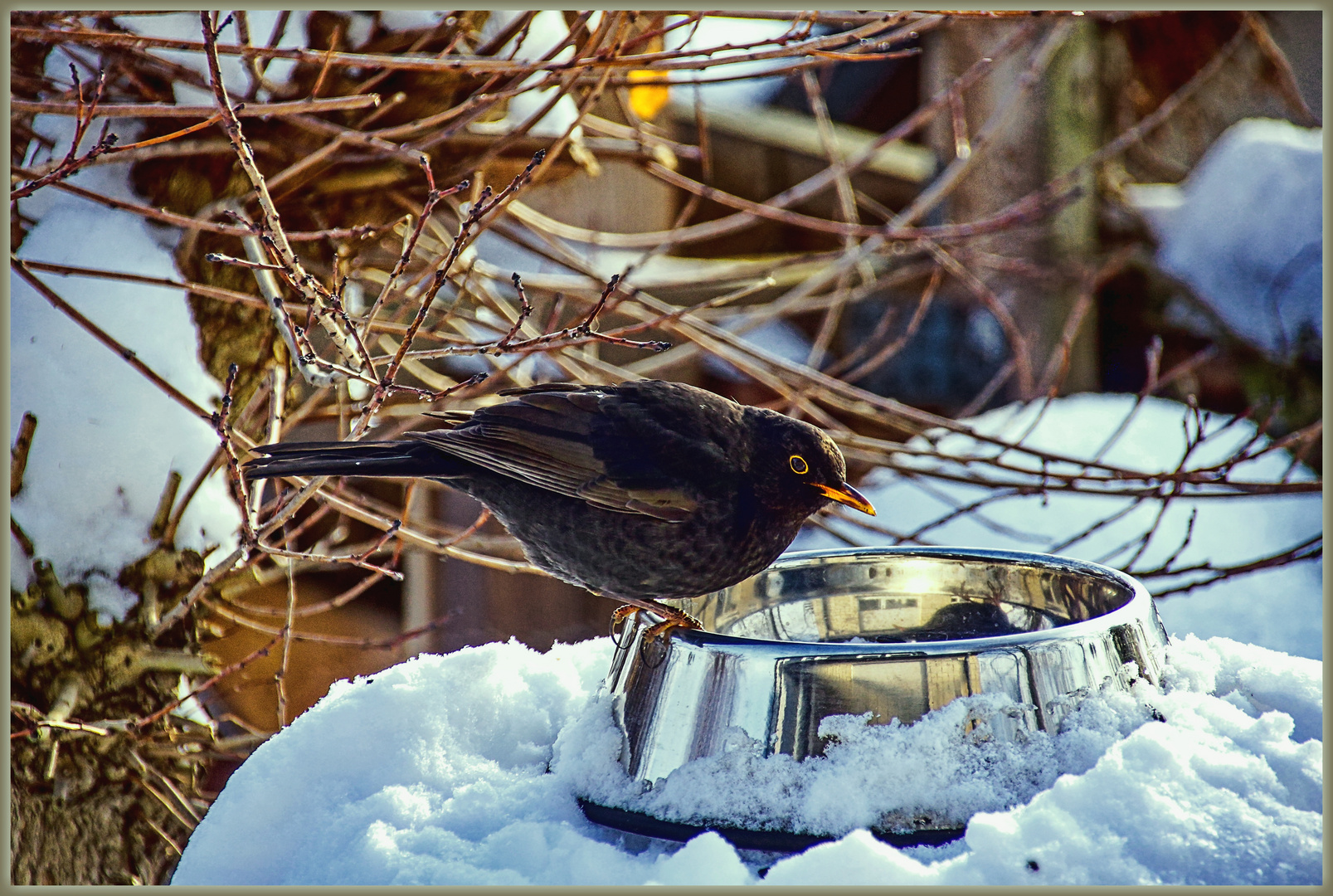 Amsel auf Futtersuche