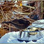 Amsel auf Futtersuche