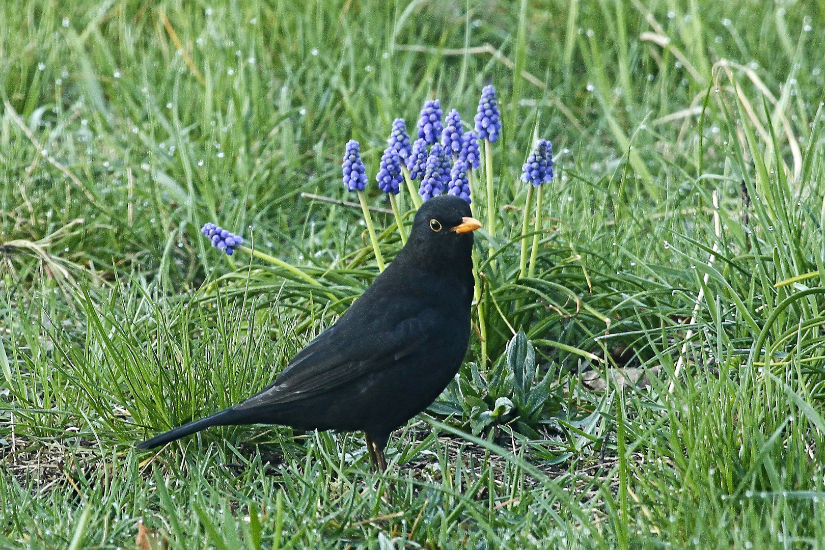 Amsel auf Futtersuche