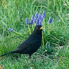 Amsel auf Futtersuche