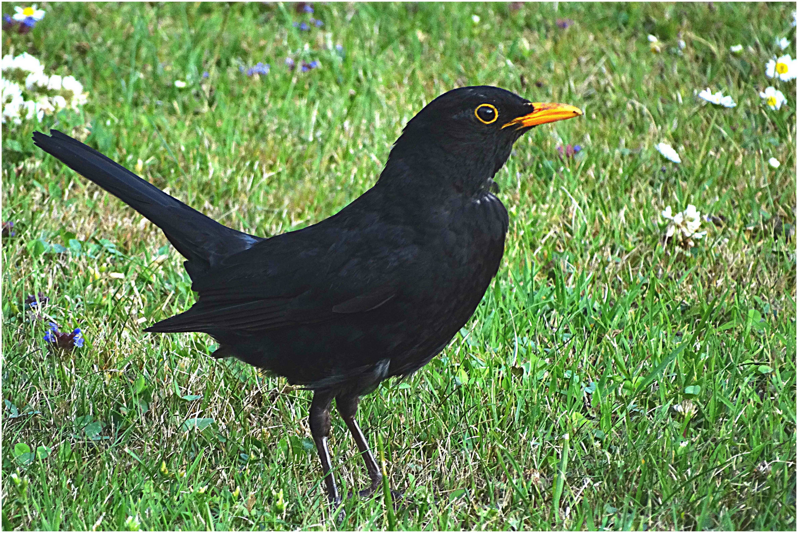 Amsel auf Futtersuche auf der Wiese