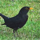 Amsel auf Futtersuche auf der Wiese