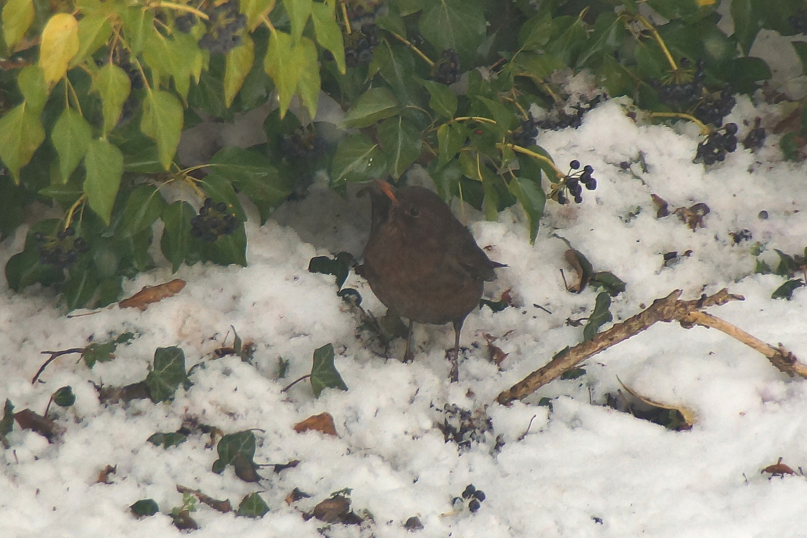 Amsel auf Futtersuche