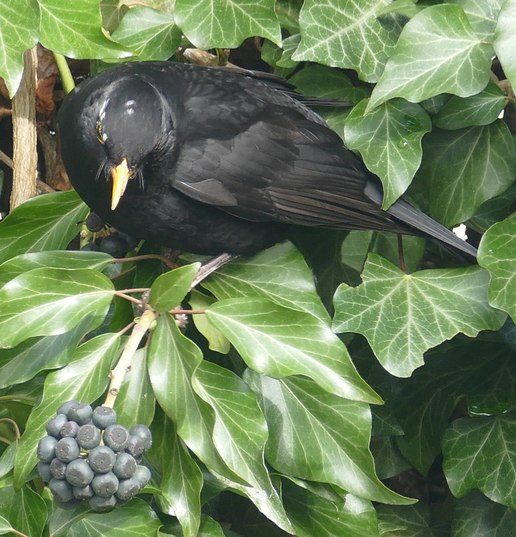 Amsel auf Futtersuche.