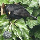 Amsel auf Futtersuche.