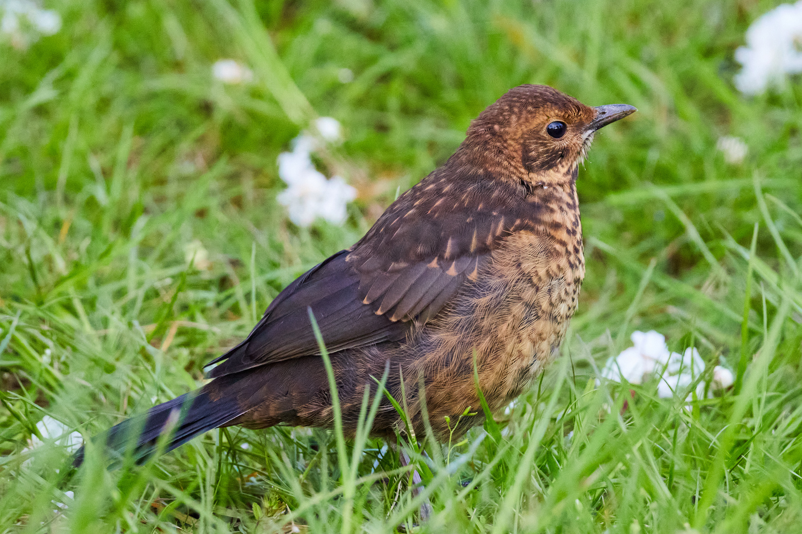 Amsel auf Futtersuche