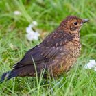 Amsel auf Futtersuche