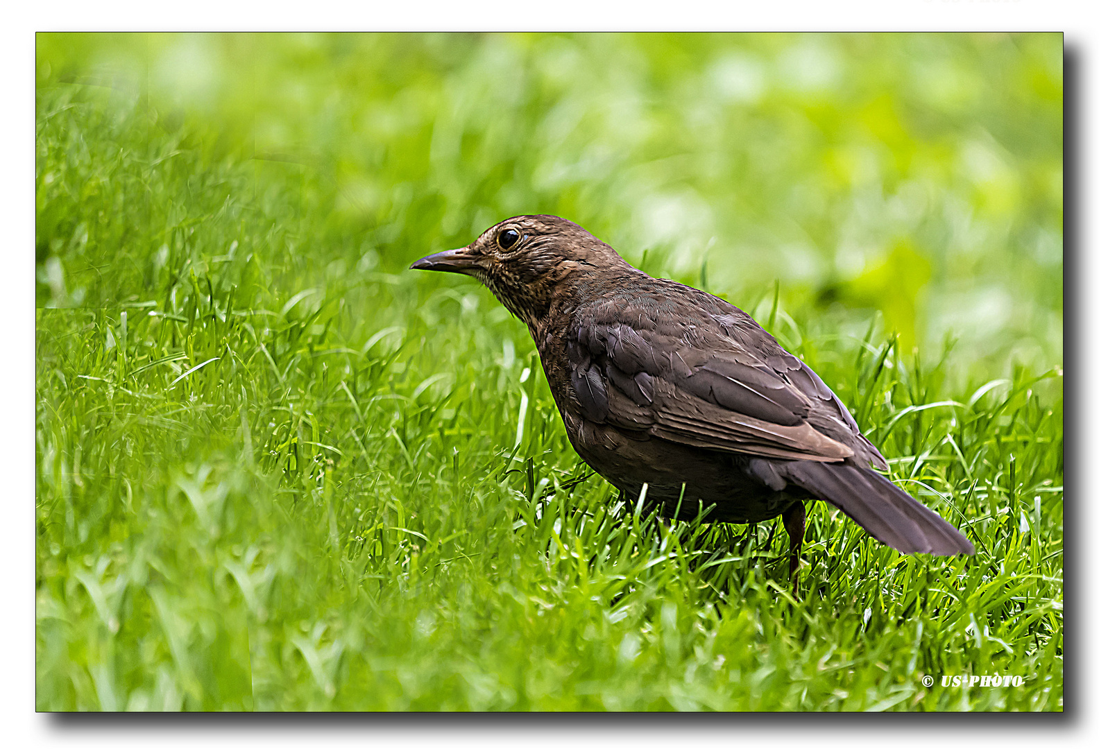 Amsel auf Futtersuche