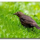 Amsel auf Futtersuche