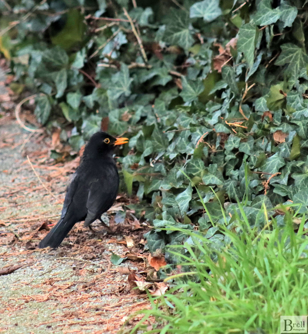 Amsel auf Futtersuche