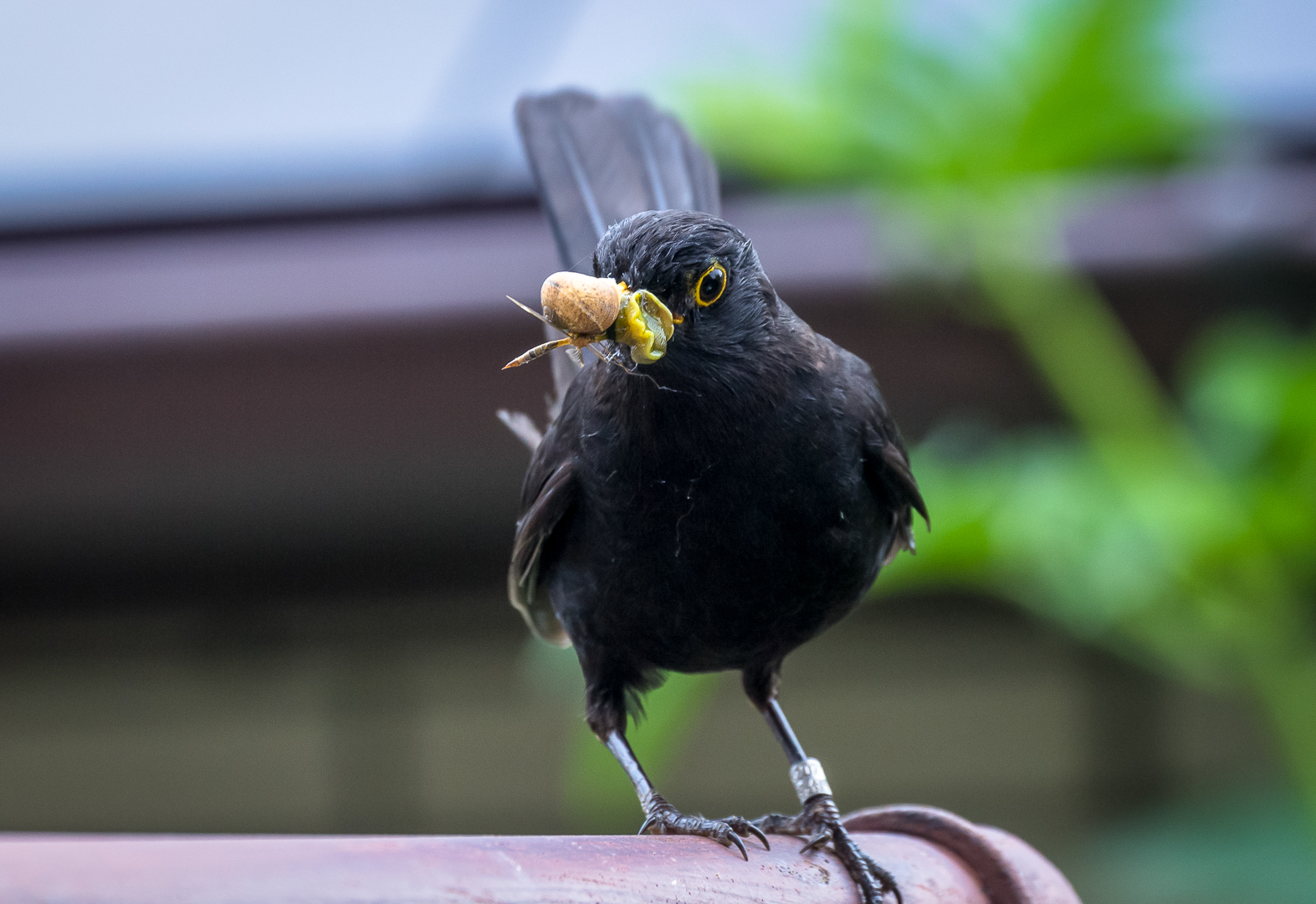 Amsel auf Helgoland