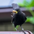 Amsel auf Helgoland