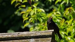 Amsel auf Holzdach