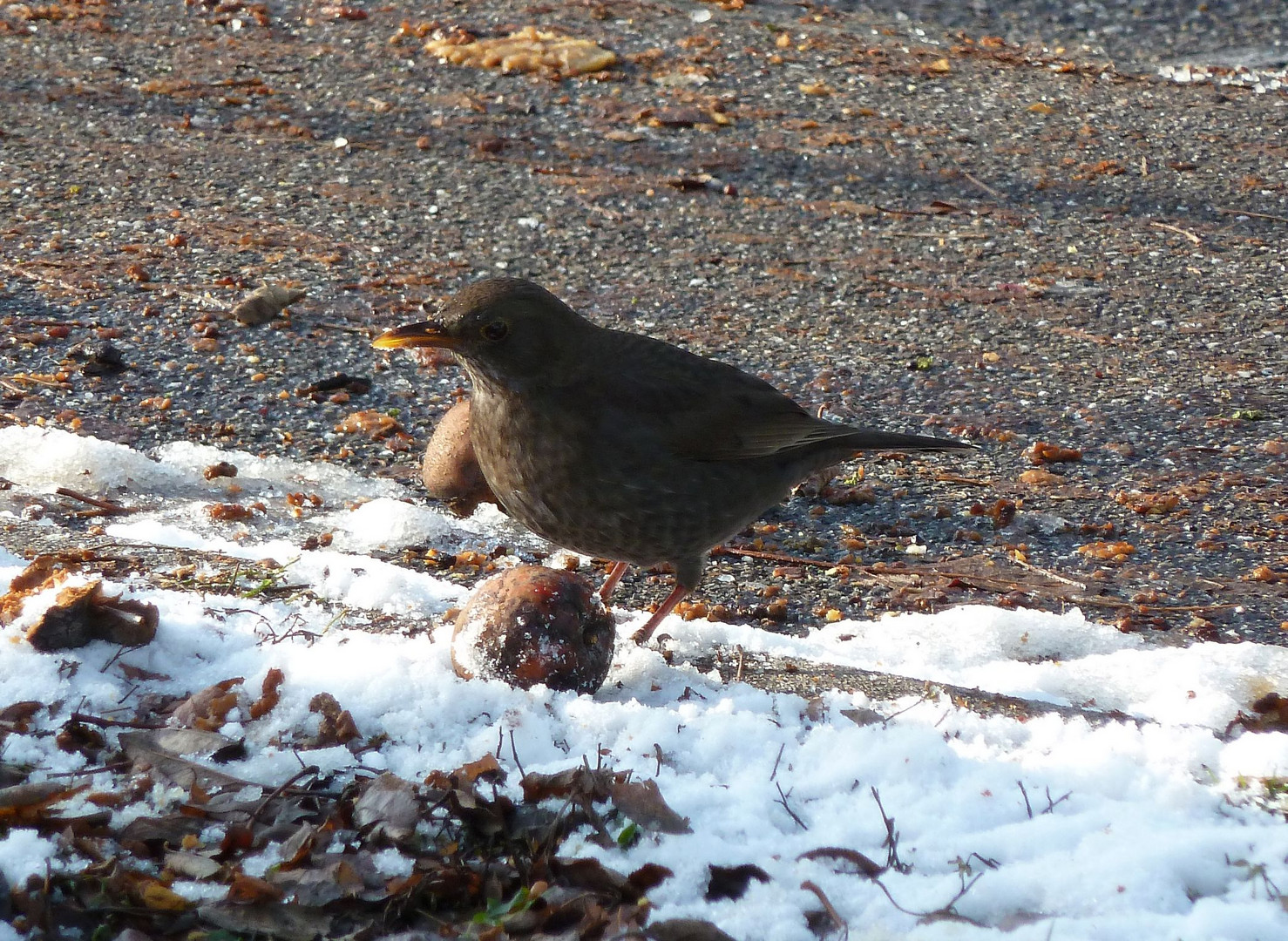 Amsel auf Nahrungssuche (13.12.2012)