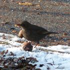 Amsel auf Nahrungssuche (13.12.2012)