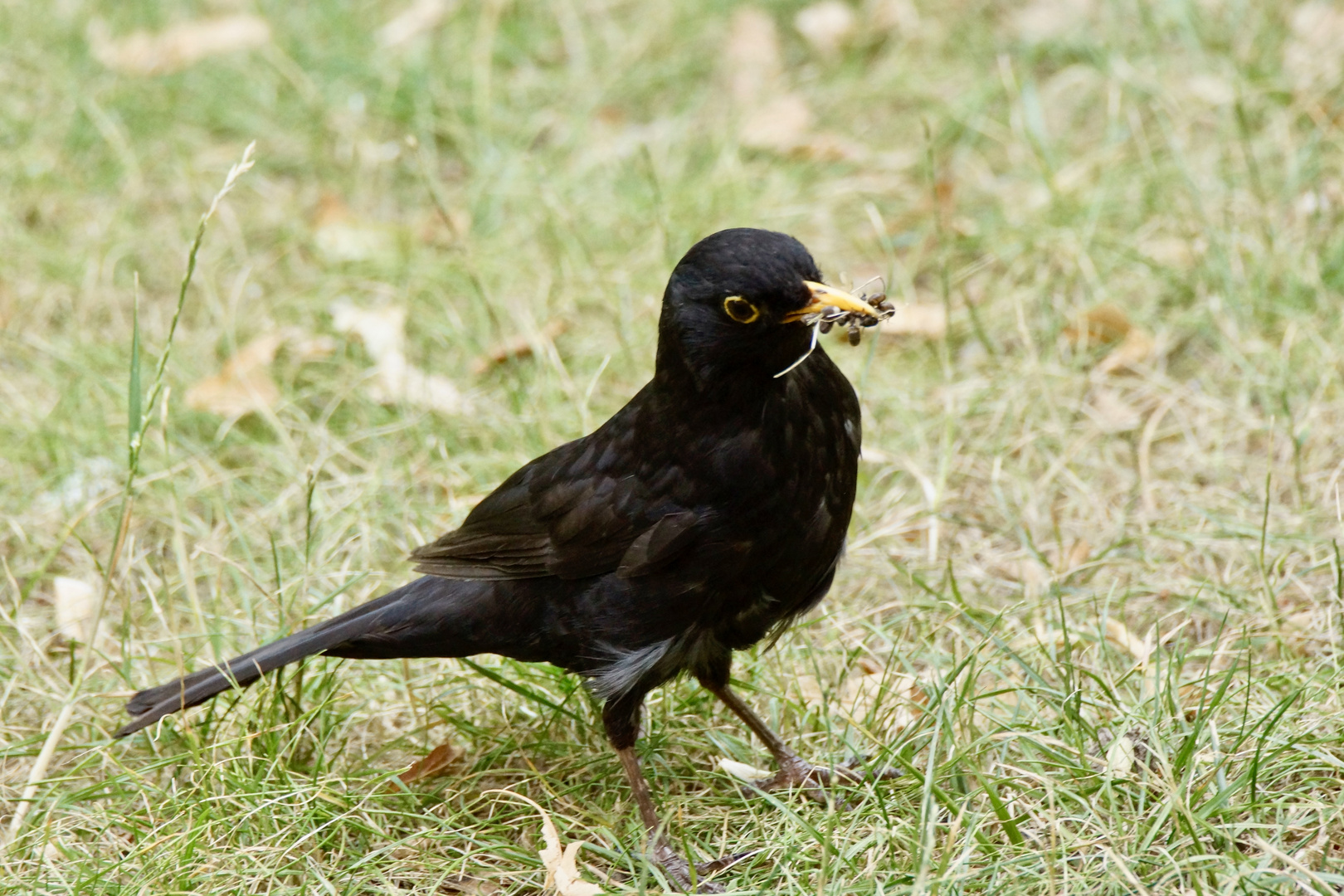 Amsel auf Nahrungssuche