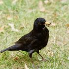 Amsel auf Nahrungssuche